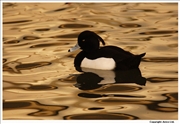 Tufted-Duck-3
